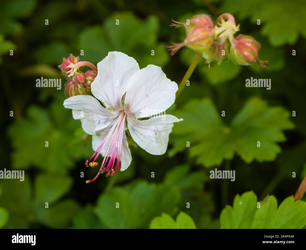 Flor blanca de finales de primavera a principios de verano floreciente perenne resistente, Geranium x cantabrigiense 'Biokovo' Foto de stock