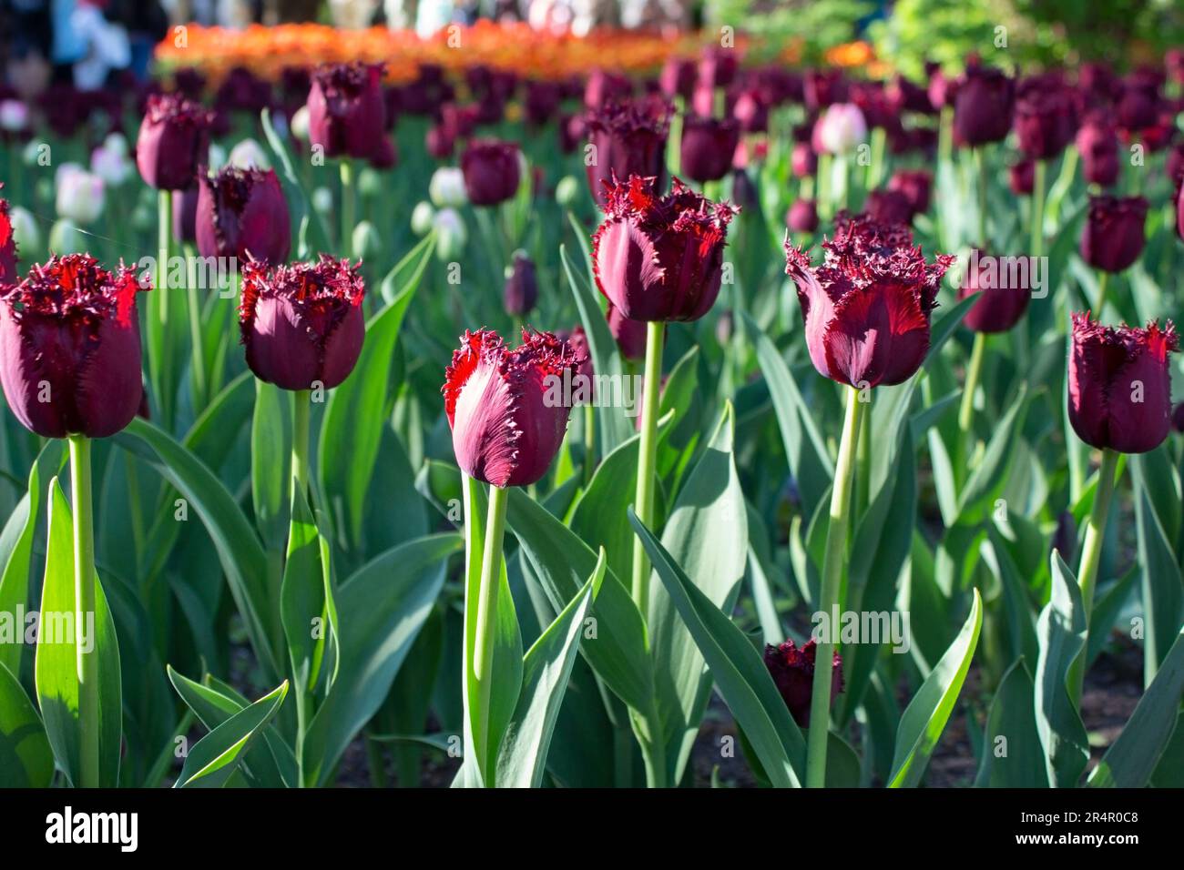 Inusuales tulipanes morados oscuros están creciendo en un lecho de flores en el parque. Tulipanes en flor de primavera. Variedad rara. Paisajismo. Foto de stock