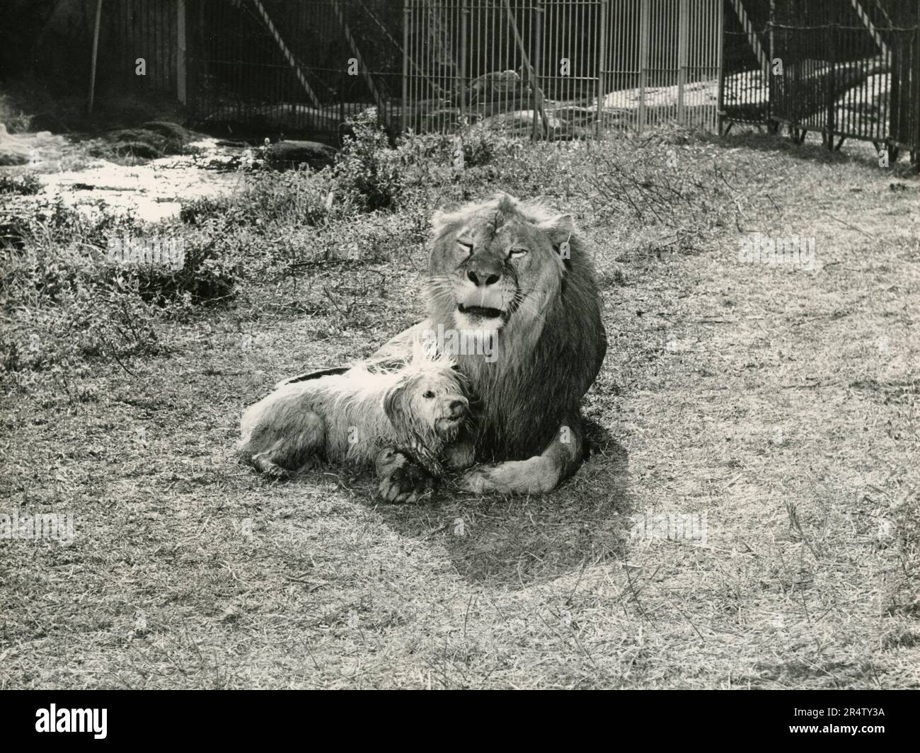 Actores de león y perro en la película Valle de los Leones (Ursus nella Valle dei Leoni), Italia 1961 Foto de stock