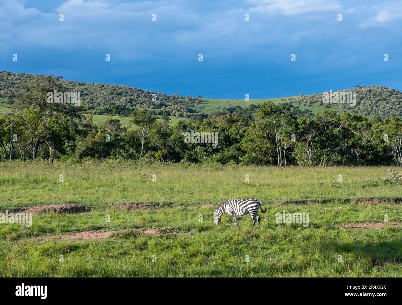 Una cebra de llanuras (Equus quagga) pastando sobre hierba verde. Parque Nacional Maasai Mara, Kenia, África. Foto de stock