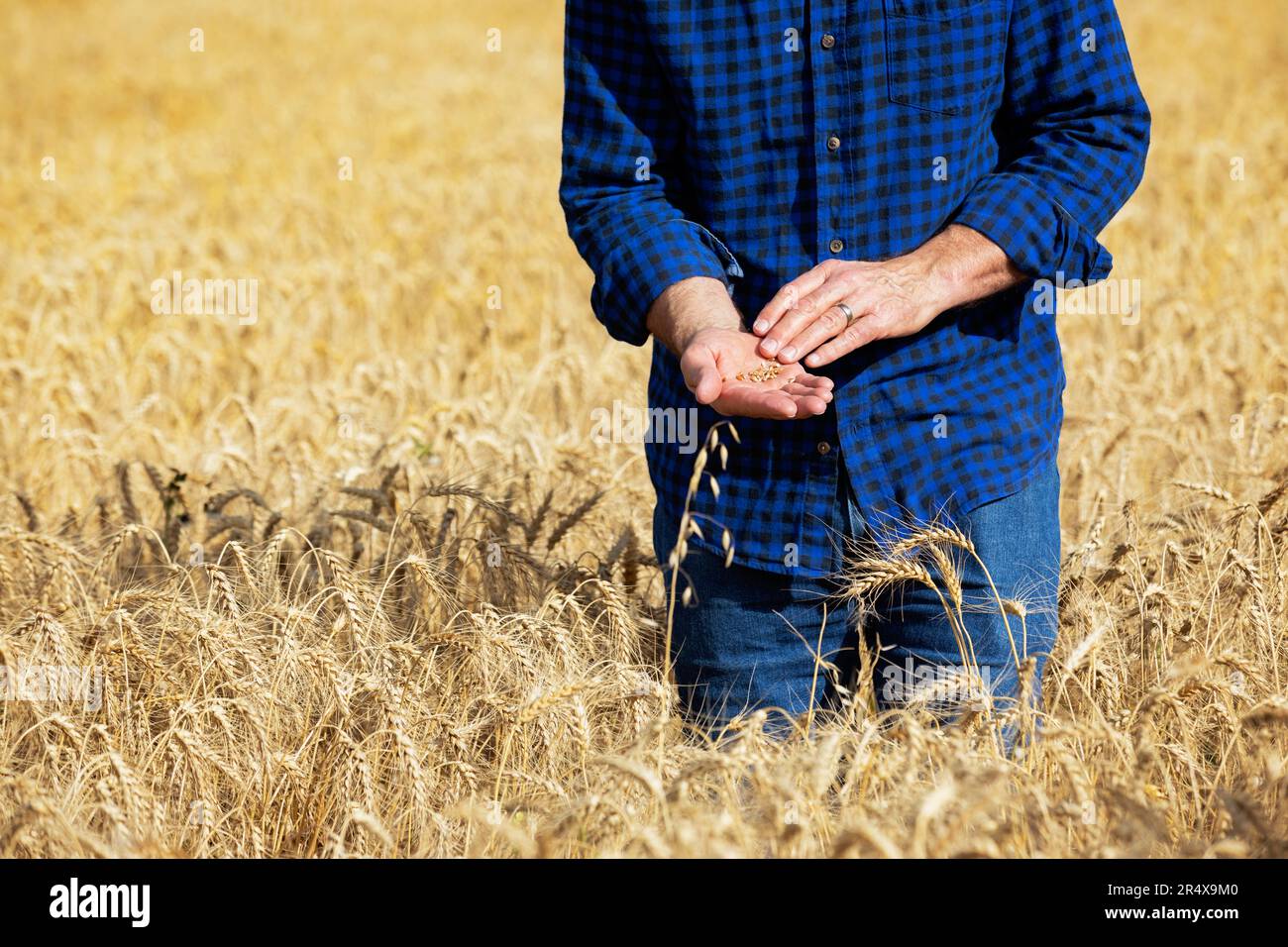 Agricultor que observa granos de trigo mientras está de pie en un campo de trigo durante la cosecha; Alcomdale, Alberta, Canadá Foto de stock