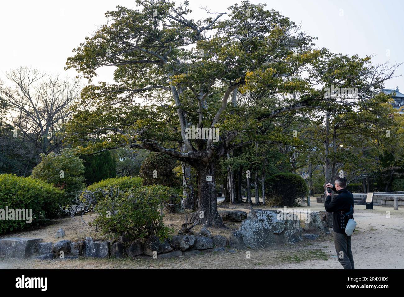 Hiroshima, Japón. 7th de marzo de 2023. Un árbol en los terrenos del