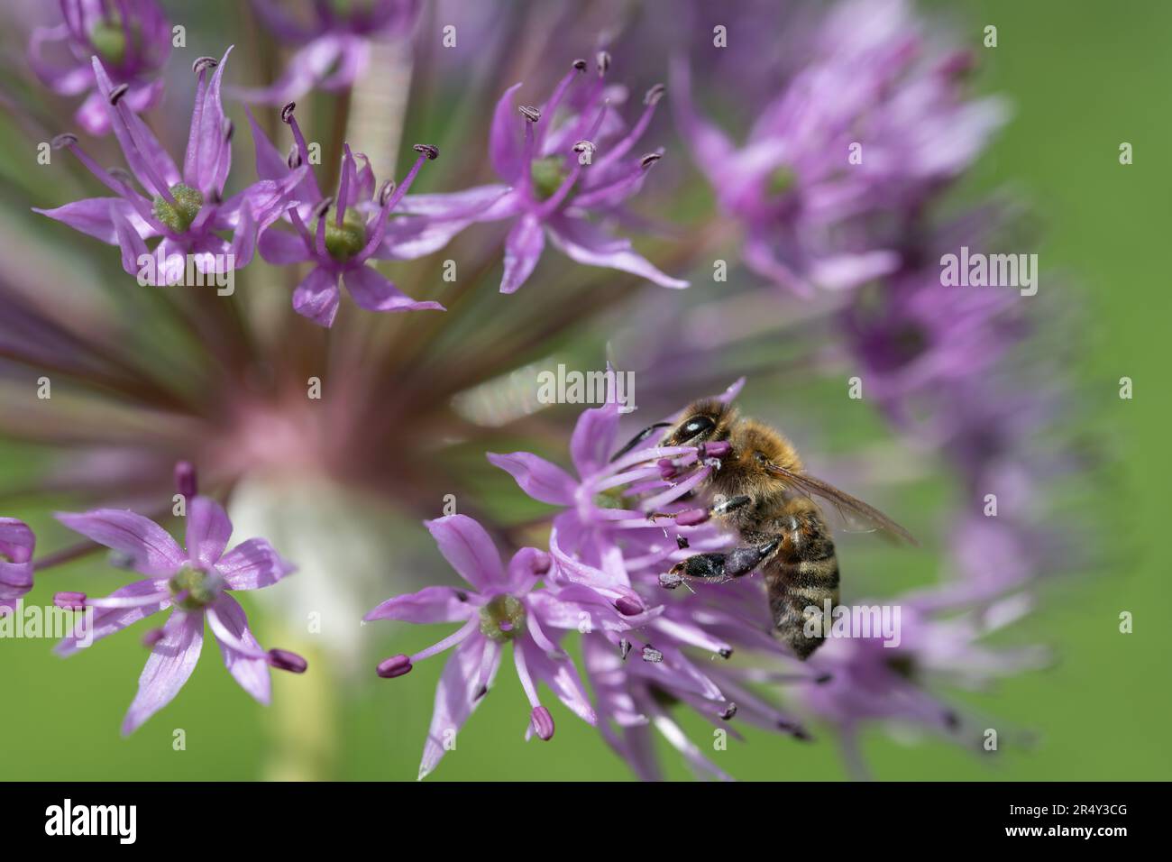 Una pequeña abeja de miel se sienta en la flor florecida de allium púrpura. La abeja está buscando polen Foto de stock
