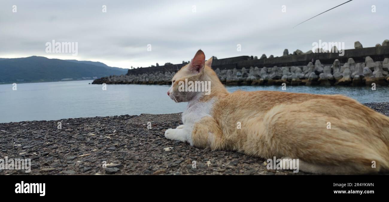 El gato de la calle en la playa en la ciudad portuaria Foto de stock