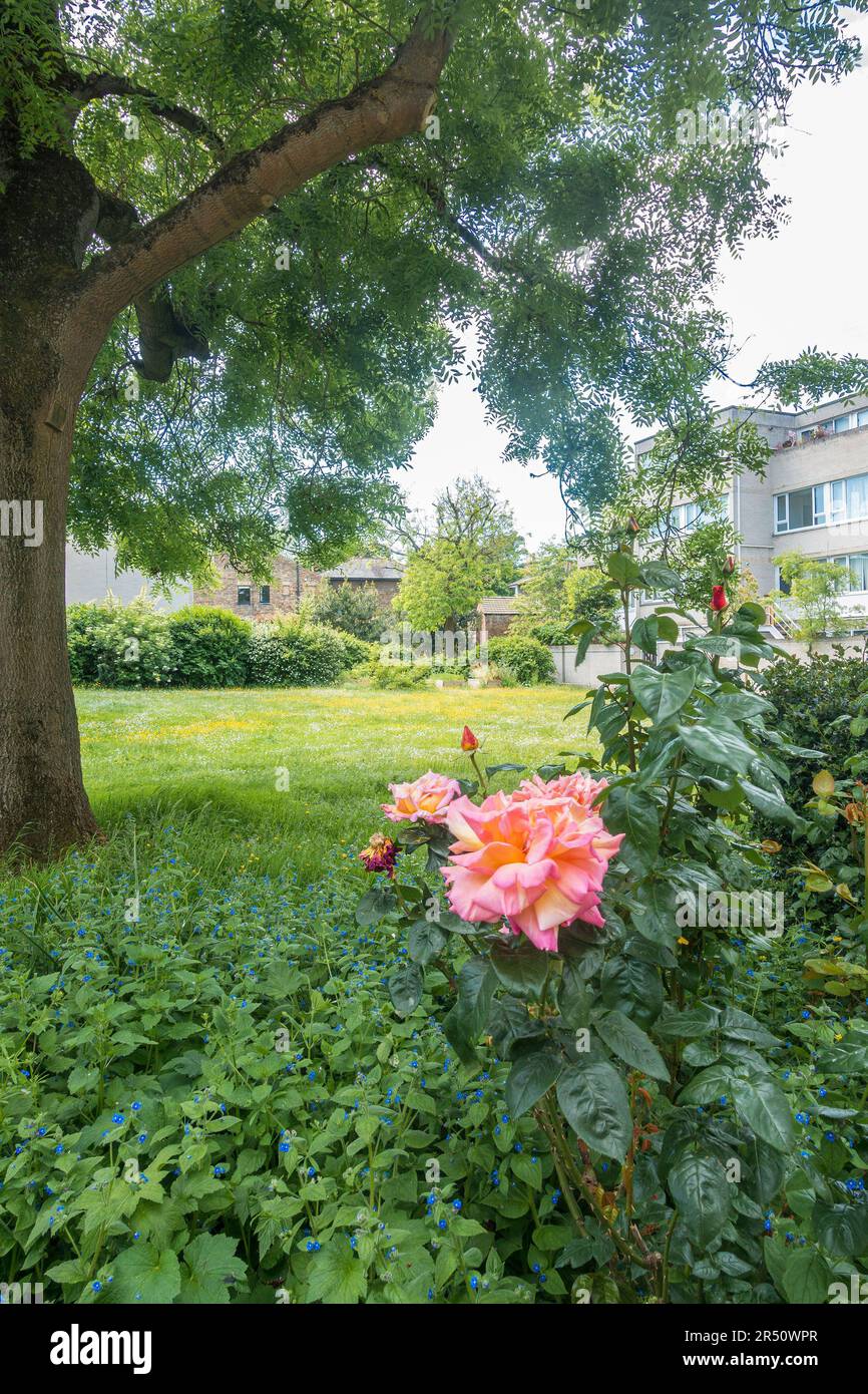 Un arbusto rosa rosa florece en jardines comunitarios entre bloques de pisos. Foto de stock