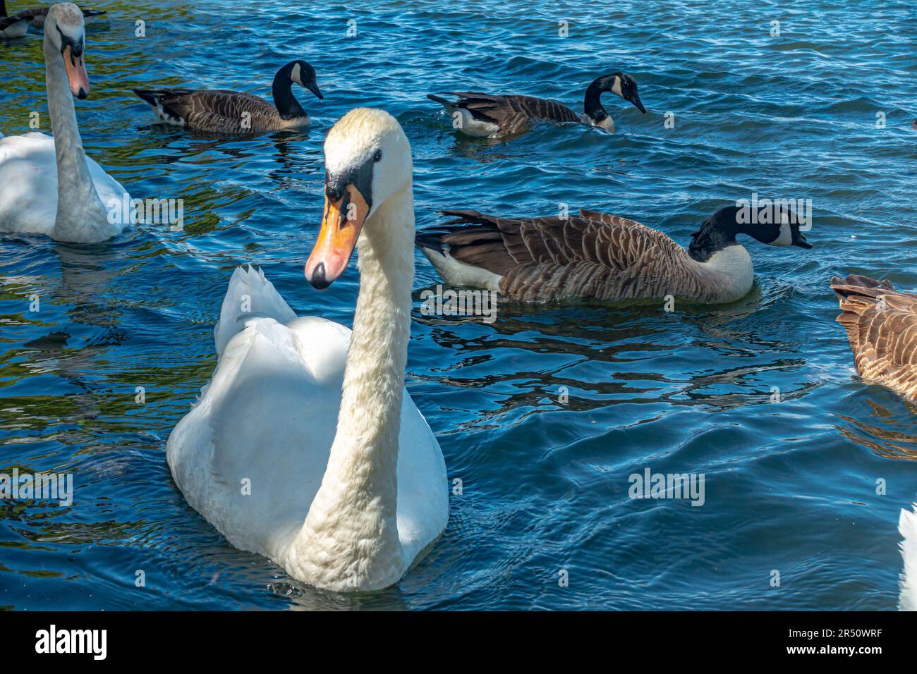 Cisnes y gansos de Canadá en el río Támesis en Windsor en Berkshire, Reino Unido Foto de stock