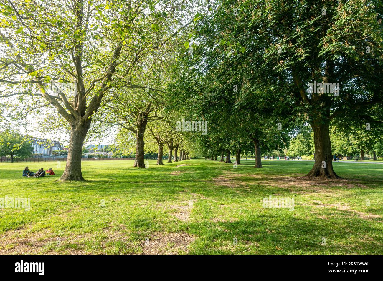 La gente se sentó debajo de los árboles junto al LongWalk en Windsor en Berkshire, Reino Unido. Foto de stock