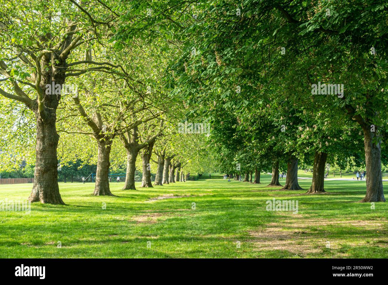 Filas de castaños de caballo en un parque en el Reino Unido. Un tranquilo y tranquilo oasis de verde. Foto de stock