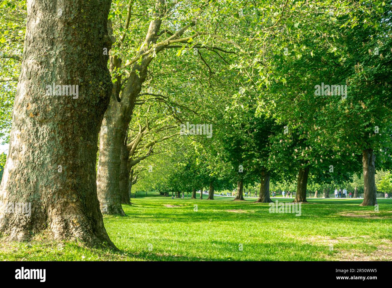 Filas de castaños de caballo en un parque en el Reino Unido. Un tranquilo y tranquilo oasis de verde. Foto de stock