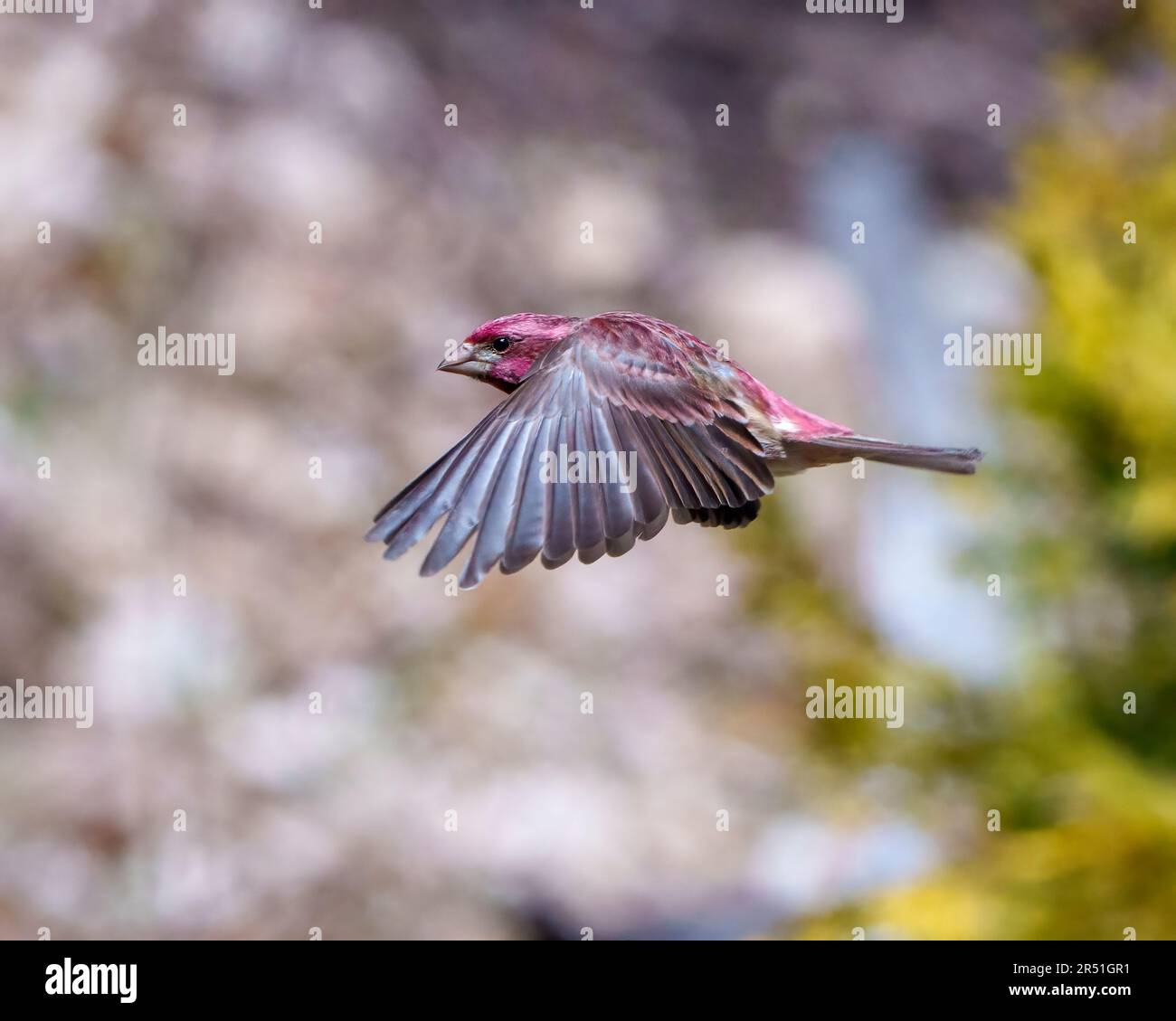 Finch macho volando con sus hermosas alas de color rojo con un fondo borroso en su entorno y hábitat. Vuelo de aves. Finch morado. Foto de stock