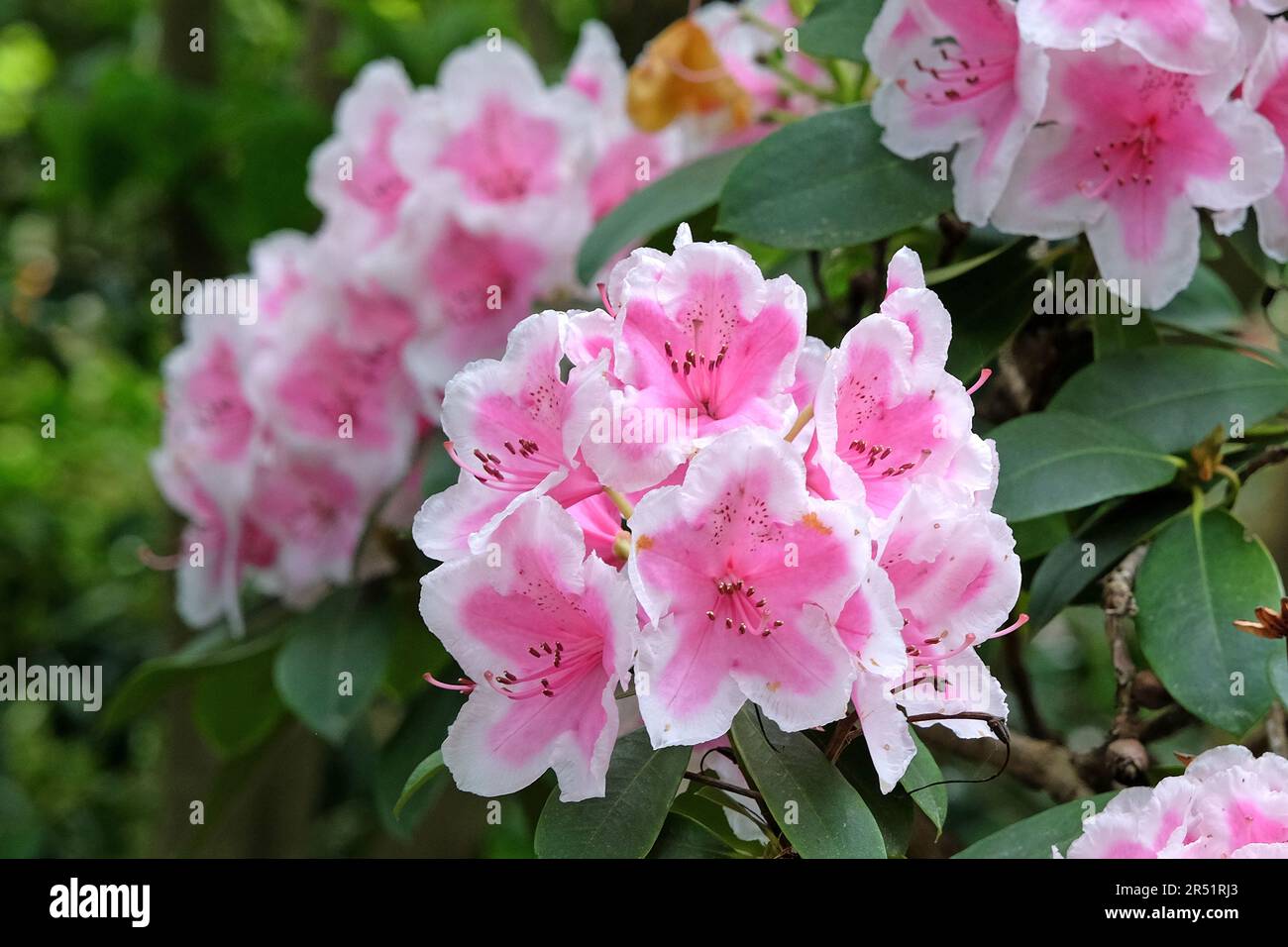 Rhododendron 'Janet Ward' en flor. Foto de stock