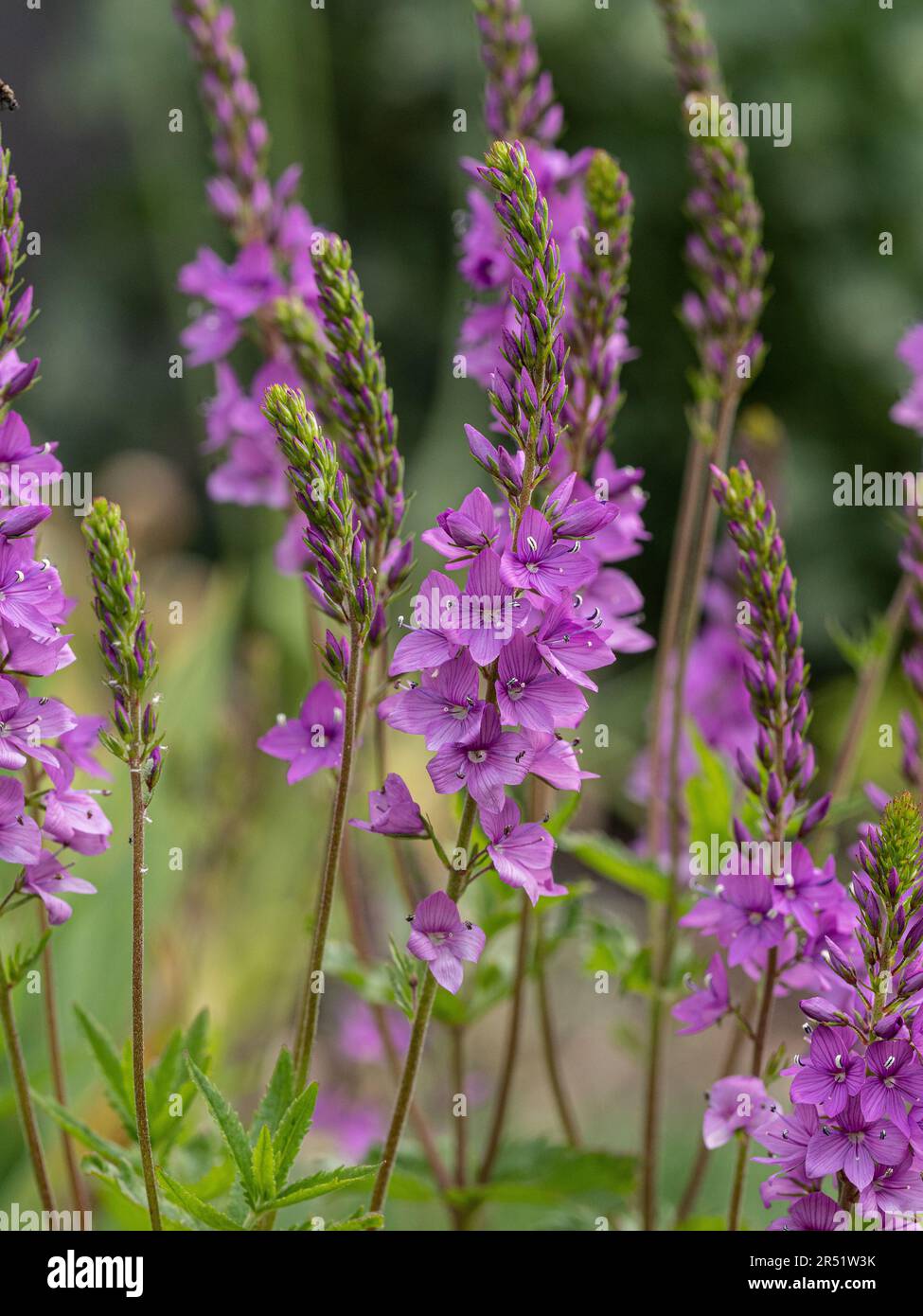 Las delicadas espigas de flores rosadas profundas de Veronica 'Ellen Mae' Foto de stock