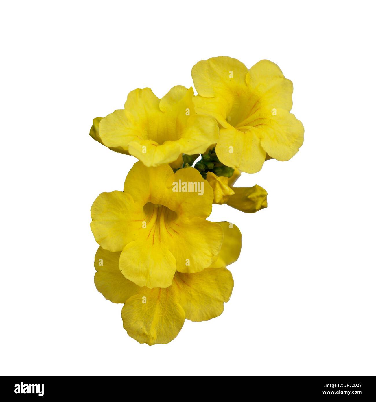 Inflorescencia de flores tropicales amarillas, aislado. Flores con pétalos amarillos brillantes. Foto de stock