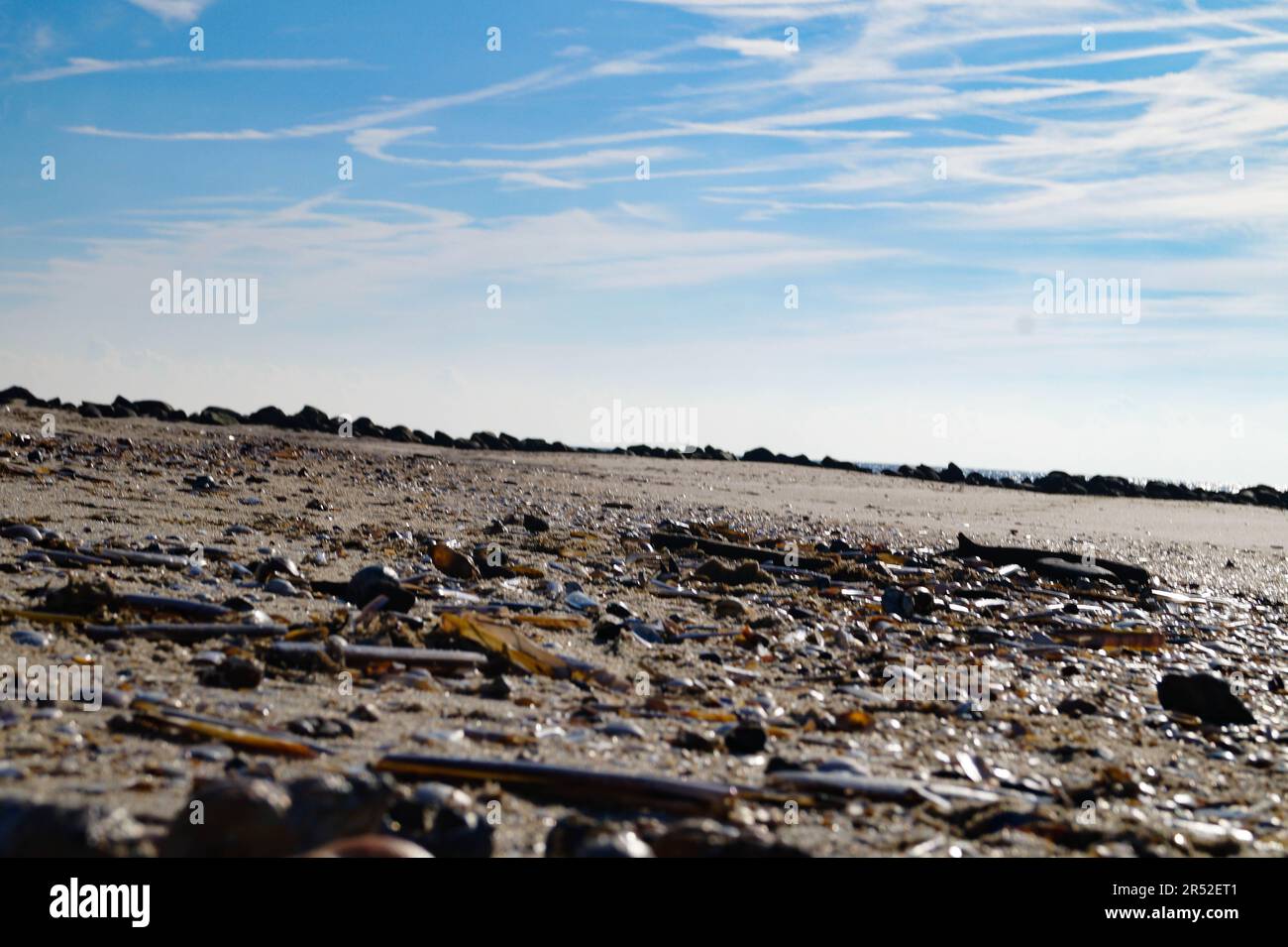 Conchas y piedras de la playa en el mar del norte en Blavand Dinamarca Foto de stock
