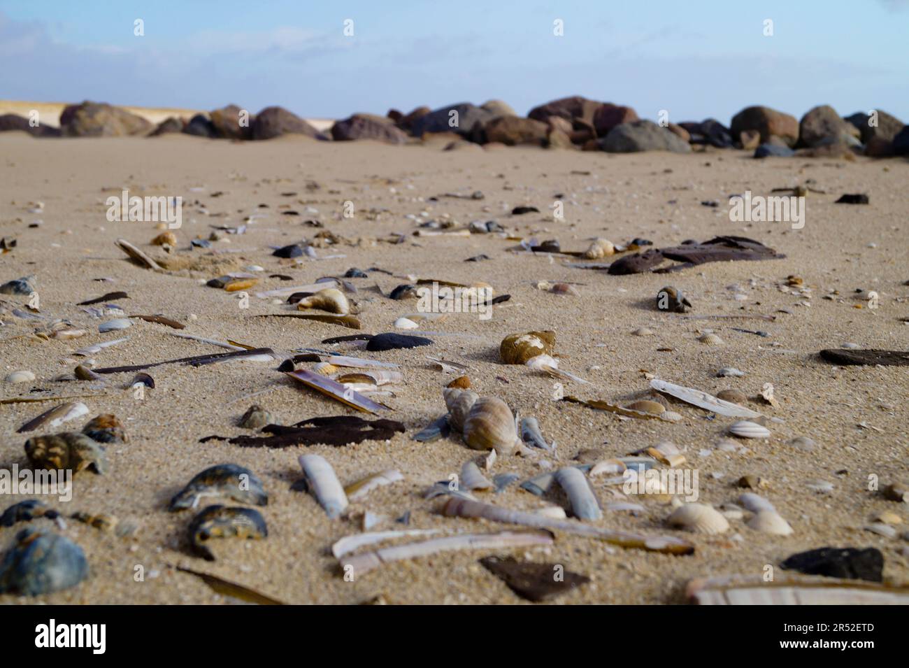Conchas y piedras de la playa en el mar del norte en Blavand Dinamarca Foto de stock
