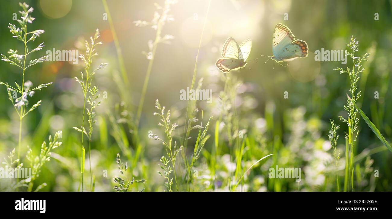 brillo del bosque de verano con hierba floreciente y mariposas en un día soleado; iluminación posterior, paisaje de verano de flor de mariposa de fondo de verano de alta clave Foto de stock