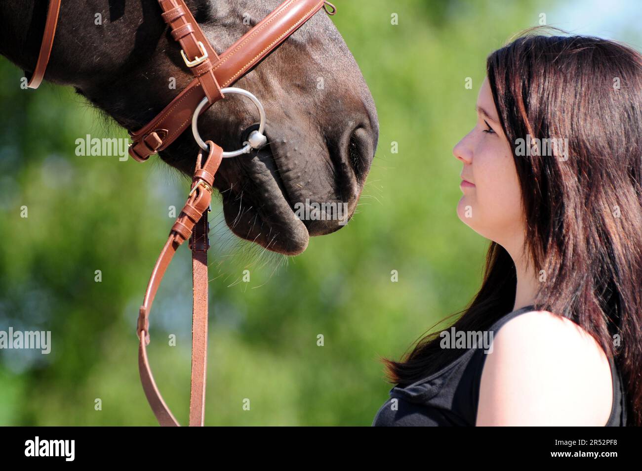 Chica y caballo, pura sangre inglesa, brida, caballo negro, fosas