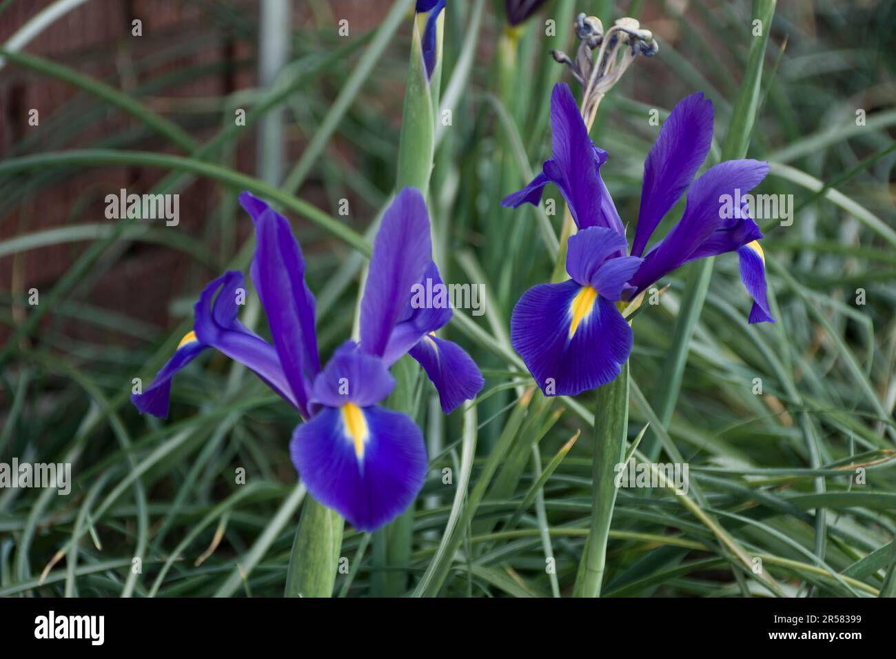 Imagen de primer plano de la estrella azul de los iris holandeses, Iris hollandica, flores que florecen en la primavera Foto de stock