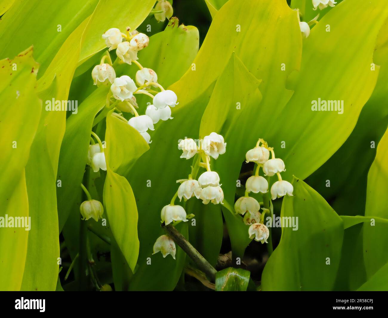 Flores de campana blancas perfumadas y follaje amarillo del lirio de la forma del valle, Convallaria majalis 'Golden Jubilee' Foto de stock