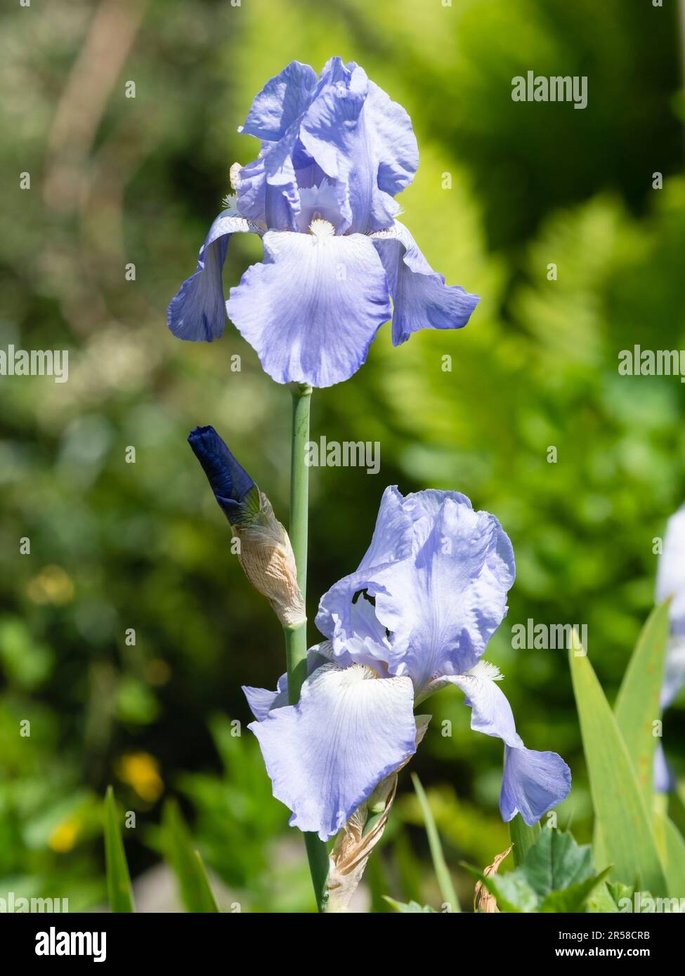 Azul PLAE, flores de principios de verano del resistente y perenne iris barbudo alto, Iris 'Jane Phillips' Foto de stock