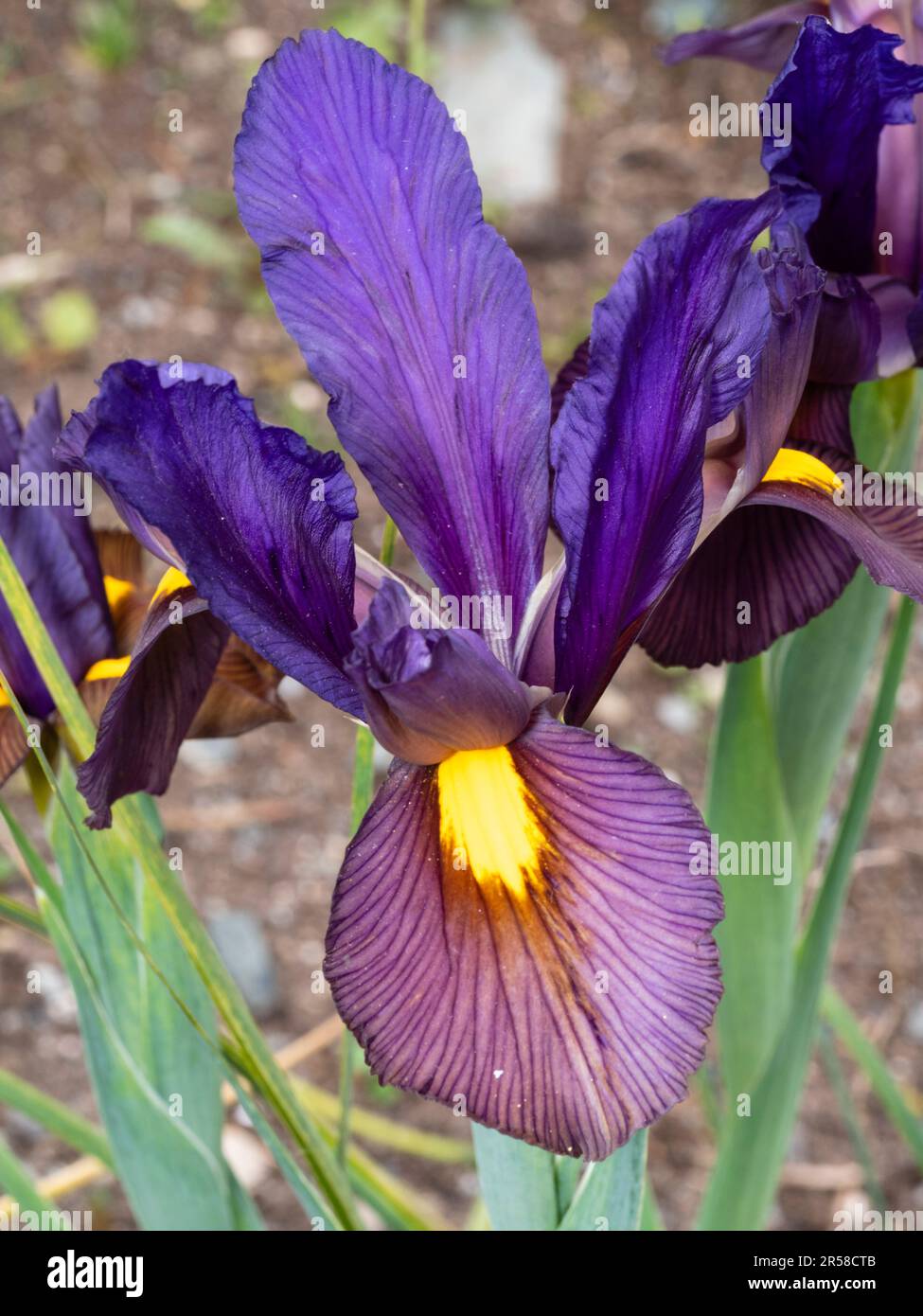Estándares azules y bronce cae en una flor de finales de la primavera floreciente iris holandés, Iris x hollandica 'Tigereye' Foto de stock
