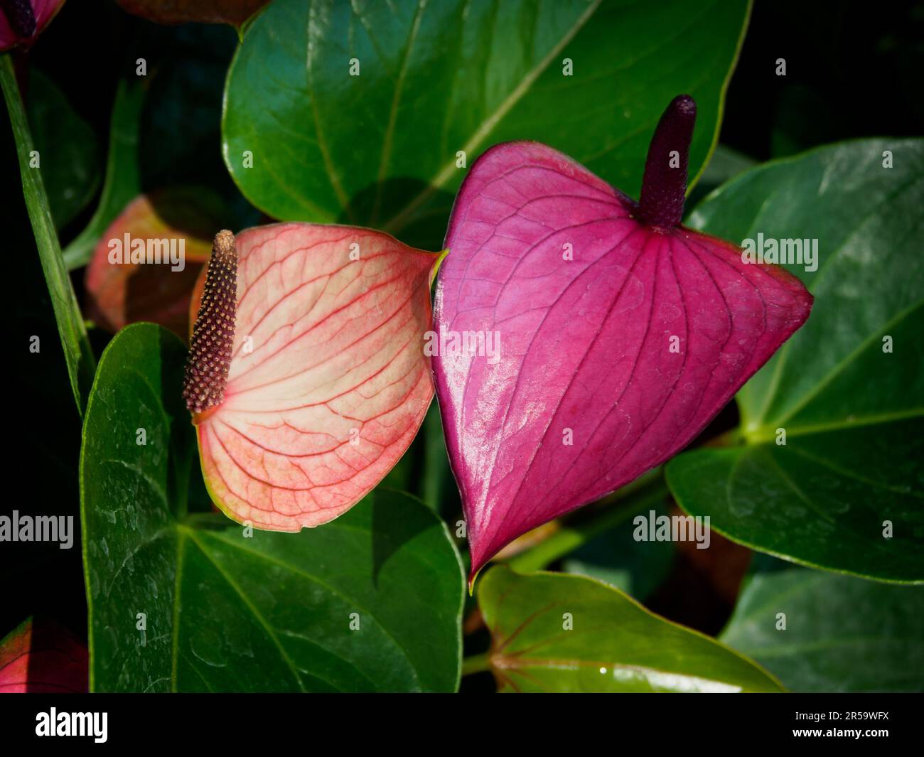 Anthurium rosa o lengua pintada. La flor en forma de corazón ceroso es realmente una espadita o hoja que crece desde la base de spadix o flor real. Foto de stock