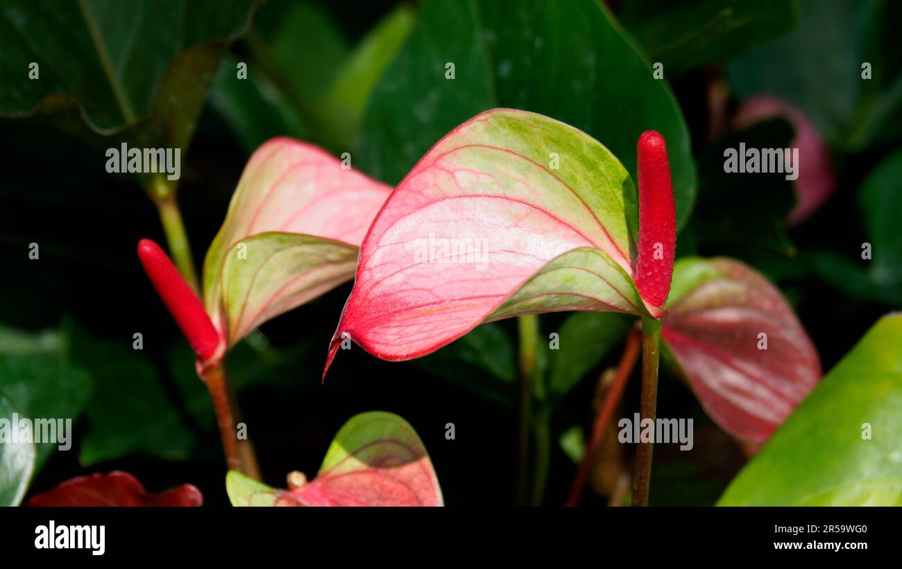 Primer plano joven Anthurium rosa con spadix rojo brillante. La flor en forma de corazón ceroso es realmente una espadita o hoja que crece desde la base del spadix. Foto de stock