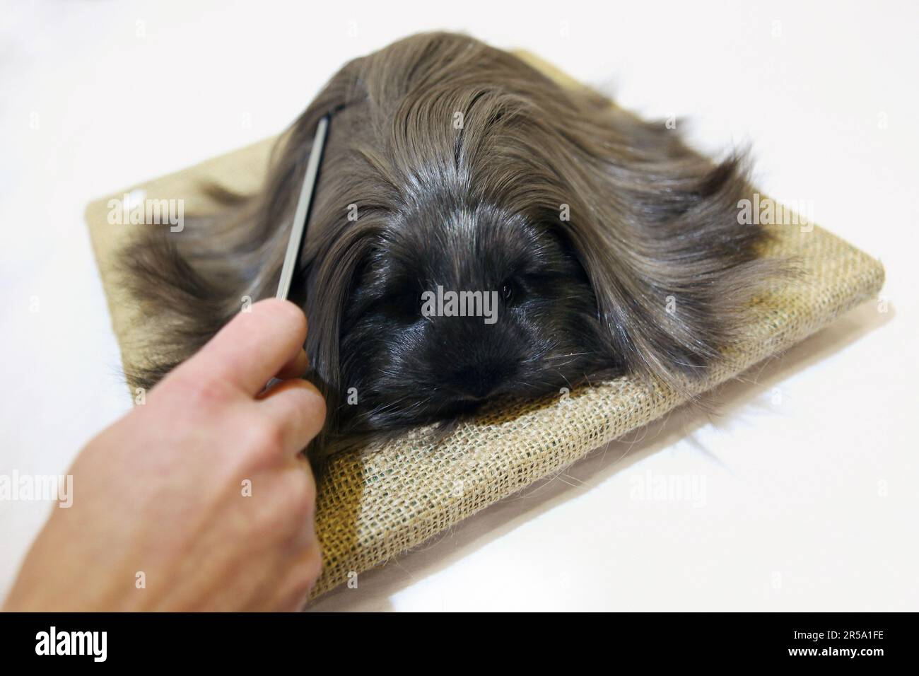 Un cobaya Sheltie es preparado por su dueño, antes de ser juzgado en