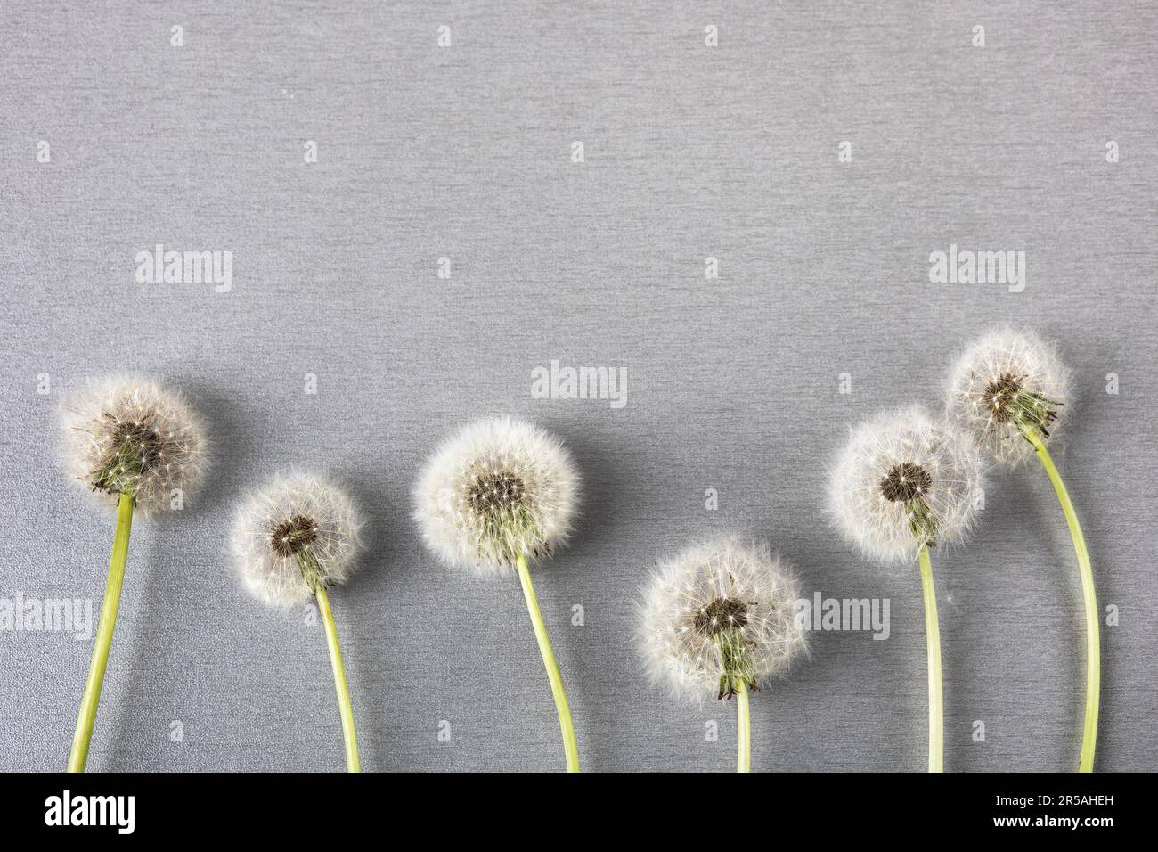 Dientes de león suaves y esponjosos con semillas blancas sobre un fondo gris claro con espacio para texto. Adiós a la primavera, hola verano. Espacio de copia, plano Foto de stock