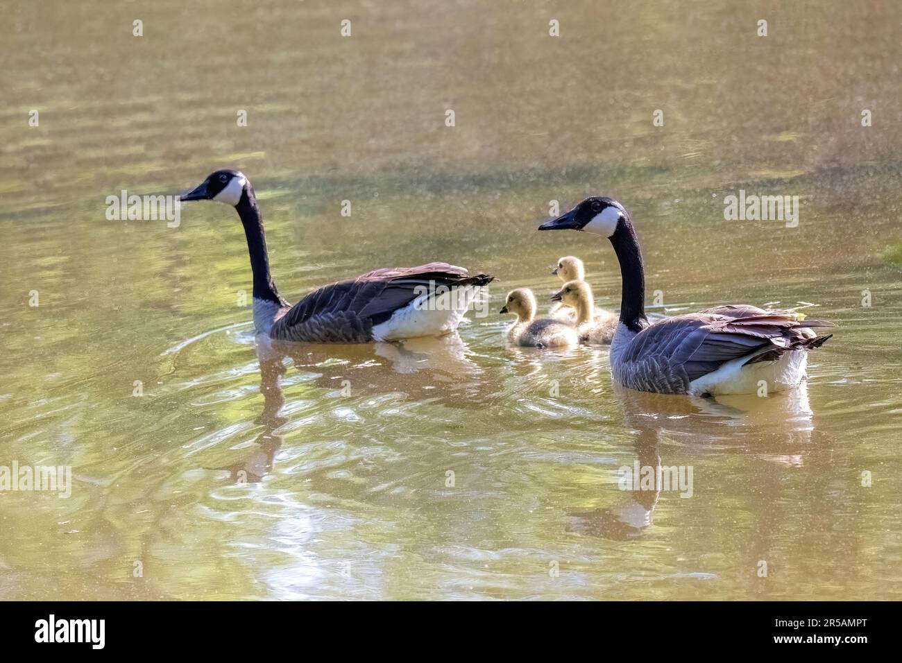 La familia de gansos de canadá y sus goslings del bebé nadando en el estanque de Jerusalén en St. Croix Falls, Wisconsin, EE.UU. Foto de stock