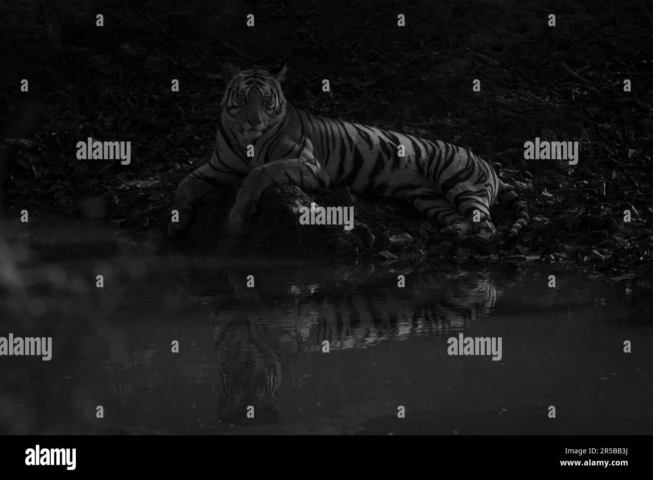 Un tigre macho de Bengala yace junto a un pozo de agua en la sombra, iluminado por el sol poniente. Tiene rayas naranjas y negras con manchas blancas en la cabeza y el pecho. S Foto de stock