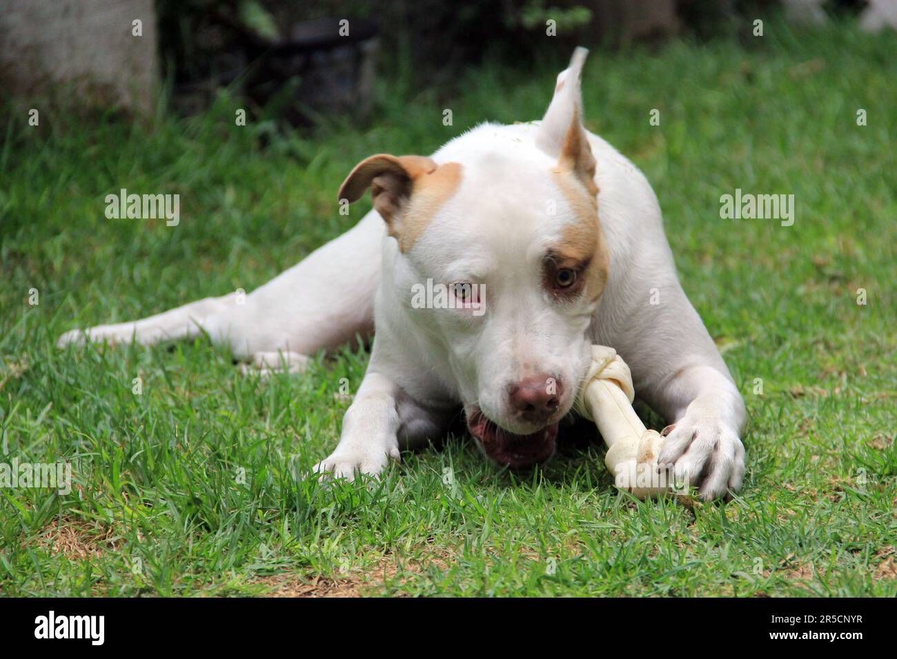 los pitbulls de nariz azul se llevan bien con otros perros