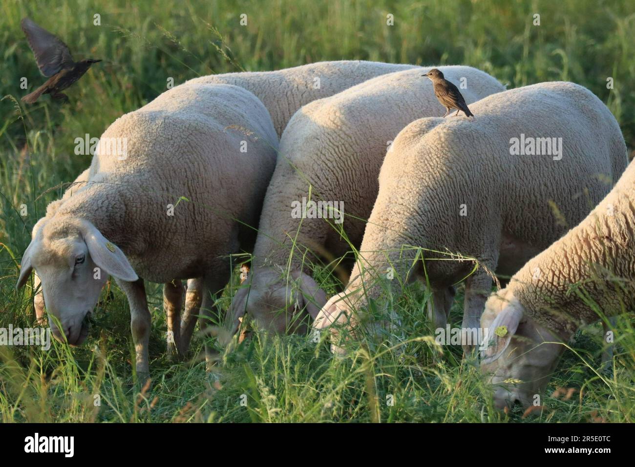 Estorninos y ovejas en la noche Foto de stock