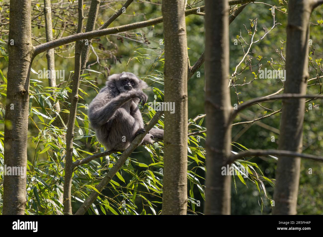 Silvery Gibbon - Hylobates moloch, hermoso primate endémico en los bosques de Java, Indonesia. Foto de stock