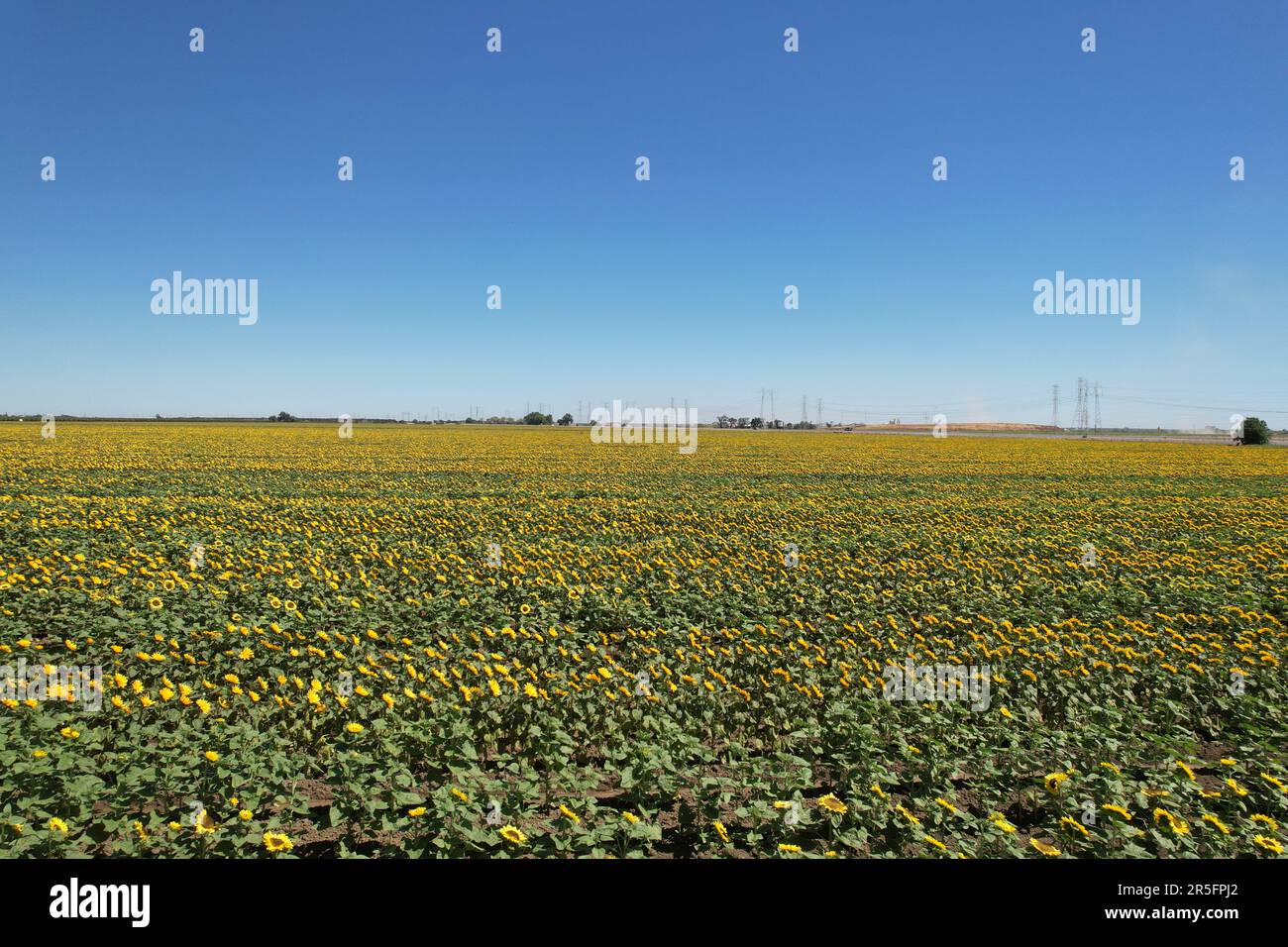 Foto de Girasol en un campo en Calfornia Foto de stock