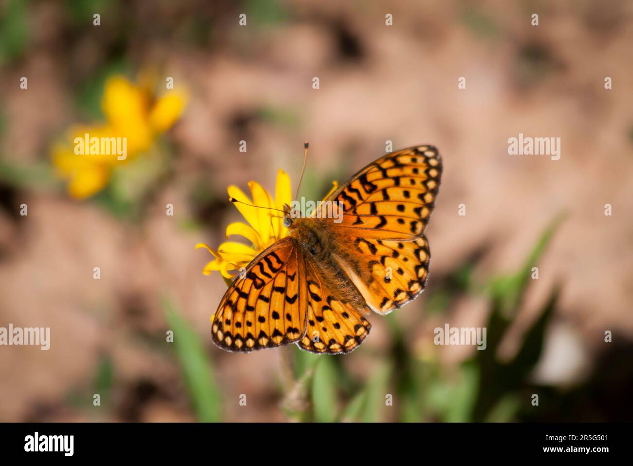 Naranja Negro Mariposa en una flor amarilla Foto de stock