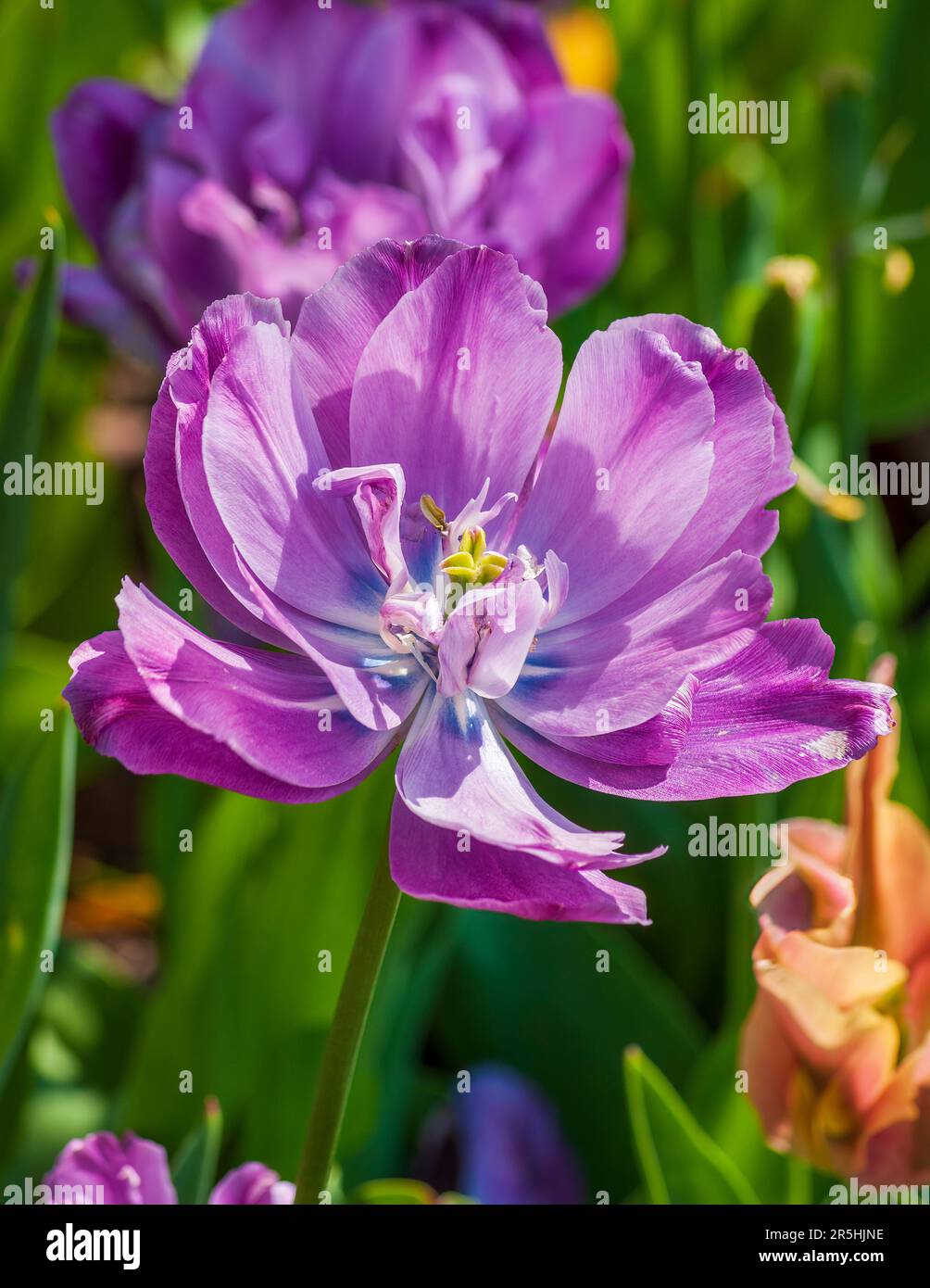 Tulip 'Blue Diamond' (Tulipa). Nombre común: Double Late Tulip. Jardín Botánico de Nueva Inglaterra en Tower Hill, Boylston, Massachusetts Foto de stock