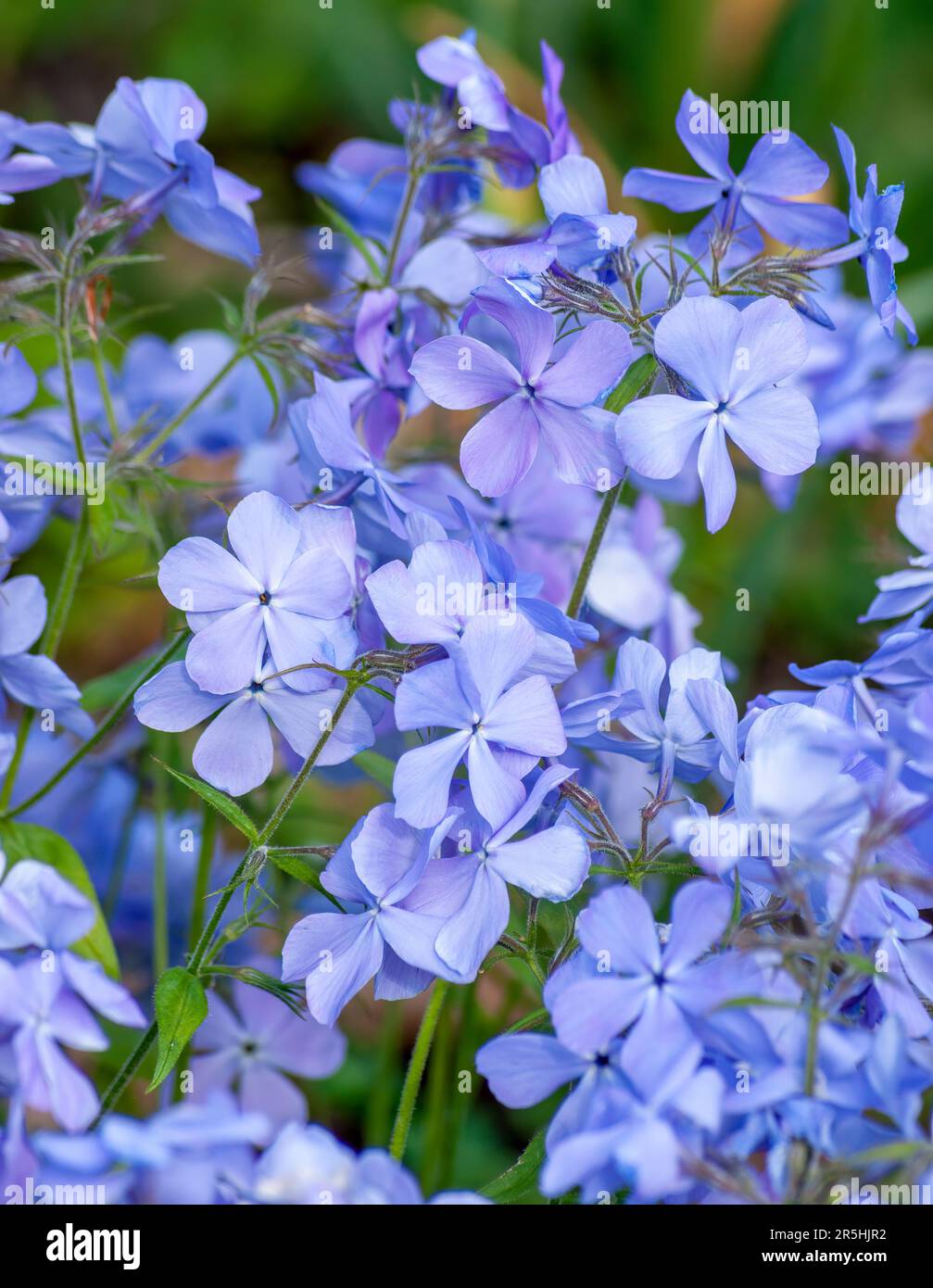 Aeropuerto Phlox divaricata 'Blue Moon' (Woodland Phlox) Jardín Botánico de Nueva Inglaterra en Tower Hill, Boylston, Massachusetts Foto de stock