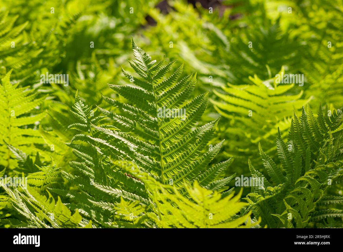 Helechos (Polypodiopsida). Jardín Botánico de Nueva Inglaterra en Tower Hill, Boylston, Massachusetts Foto de stock