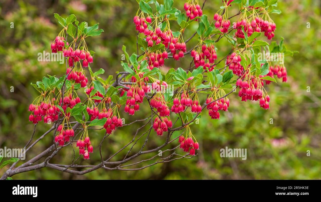 Flores primaverales de Enkianthus campanulatus “Campanas Rojas” (Redvein enkianthus). Llamativos racimos de flores rojas en forma de campana. Jardín Botánico de Nueva Inglaterra, MA Foto de stock