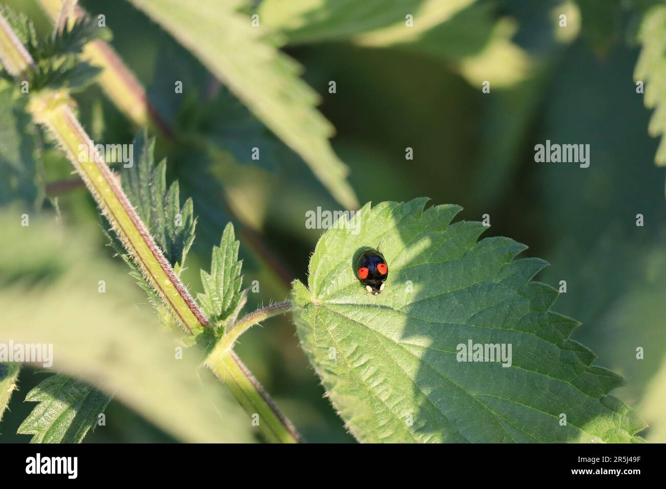 Dos puntos Ladybug en una ortiga picante Foto de stock