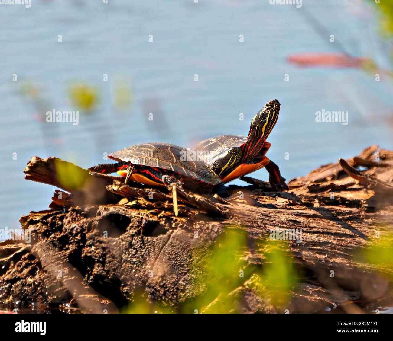 Pareja de tortugas pintadas descansando en un tronco en el estanque con fondo de agua borrosa en su entorno y hábitat circundante. Imagen de tortuga. Foto de stock