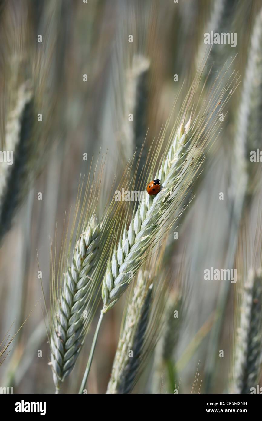Seven-spot Ladybug intenta aferrarse a un oído de maíz Foto de stock