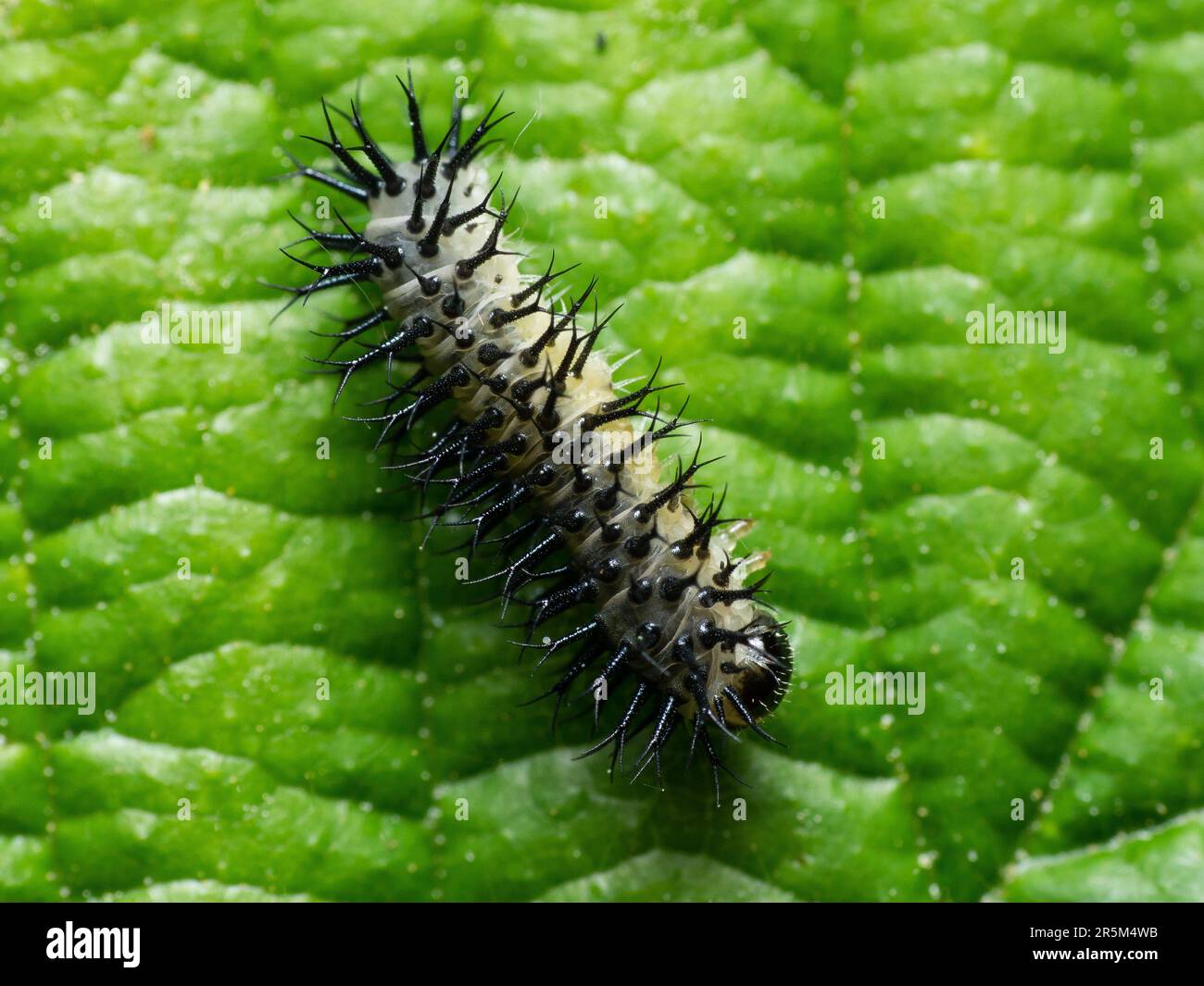 ad-ntrate-en-el-mundo-en-miniatura-de-las-cautivadoras-criaturas-macro