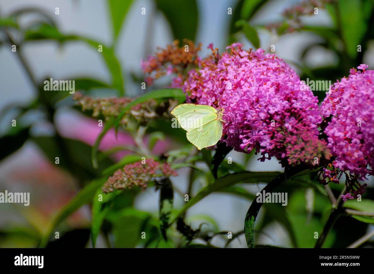 Mariposa Bush con mariposa de limón Foto de stock