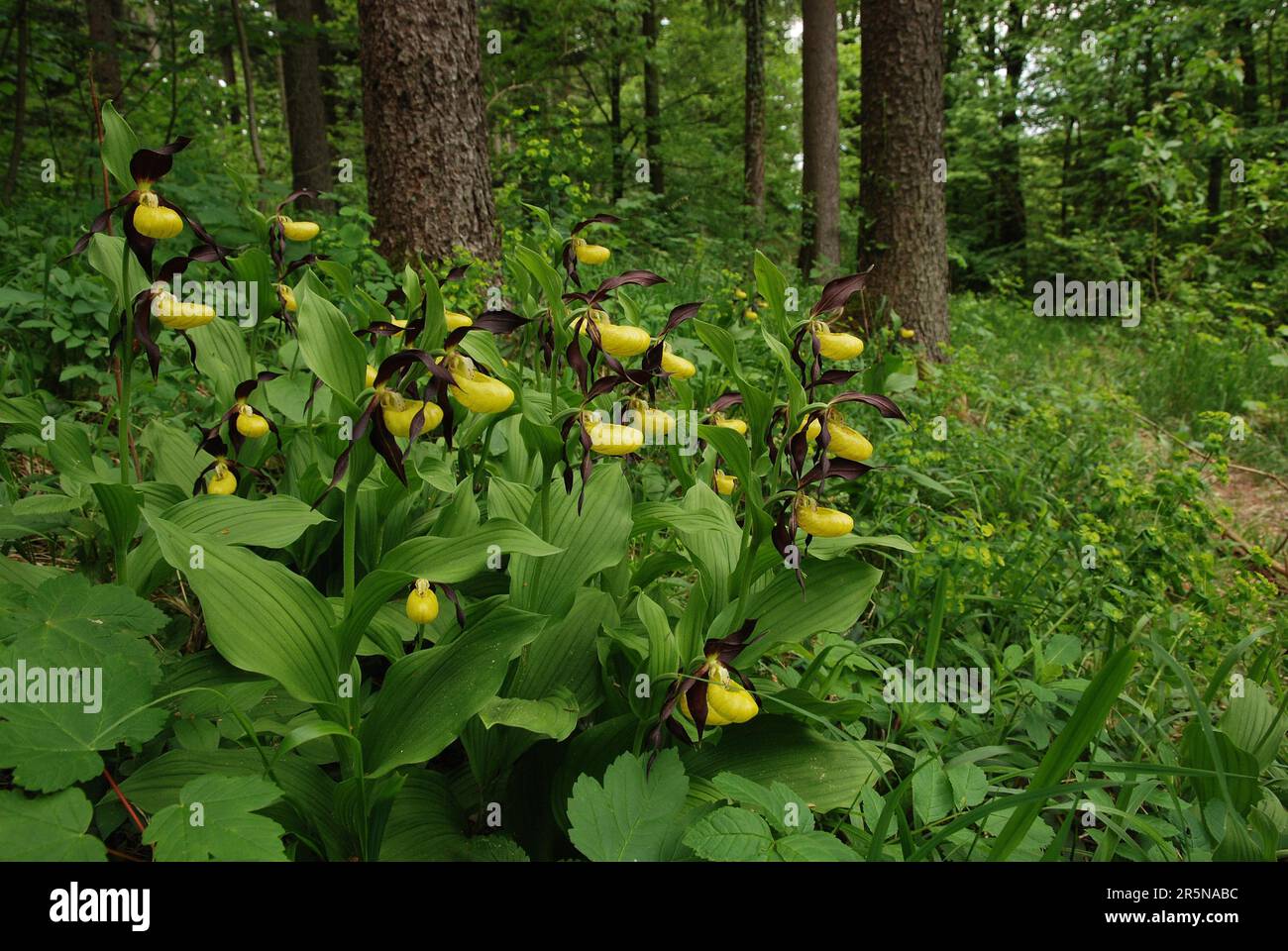 La zapatilla de la rara dama amarilla florece en nuestros bosques nativos en algunos lugares y es una especie protegida Foto de stock