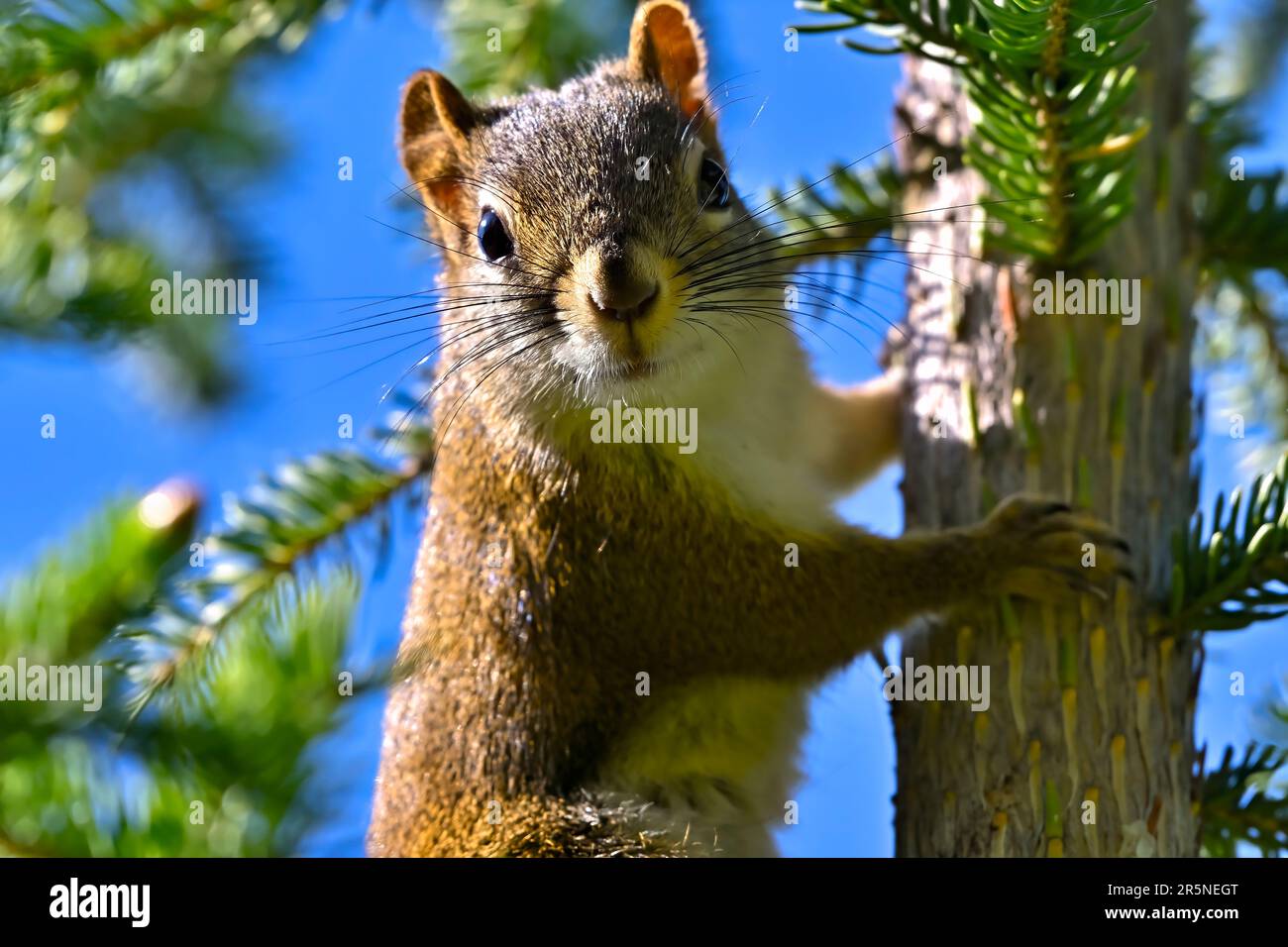 Una imagen de retrato de cerca de una ardilla roja, Tamiasciurus hudsonicus, trepando un pequeño árbol de hoja perenne en la zona rural de Alberta, Canadá. Foto de stock