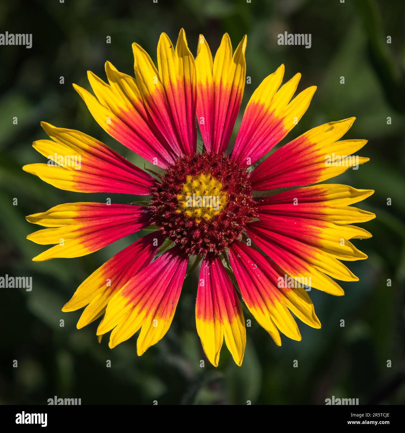Blanketflower colorido en plena floración Foto de stock