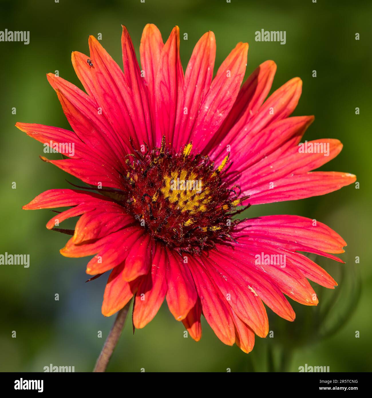 Maroon Blanketflower en plena floración Foto de stock