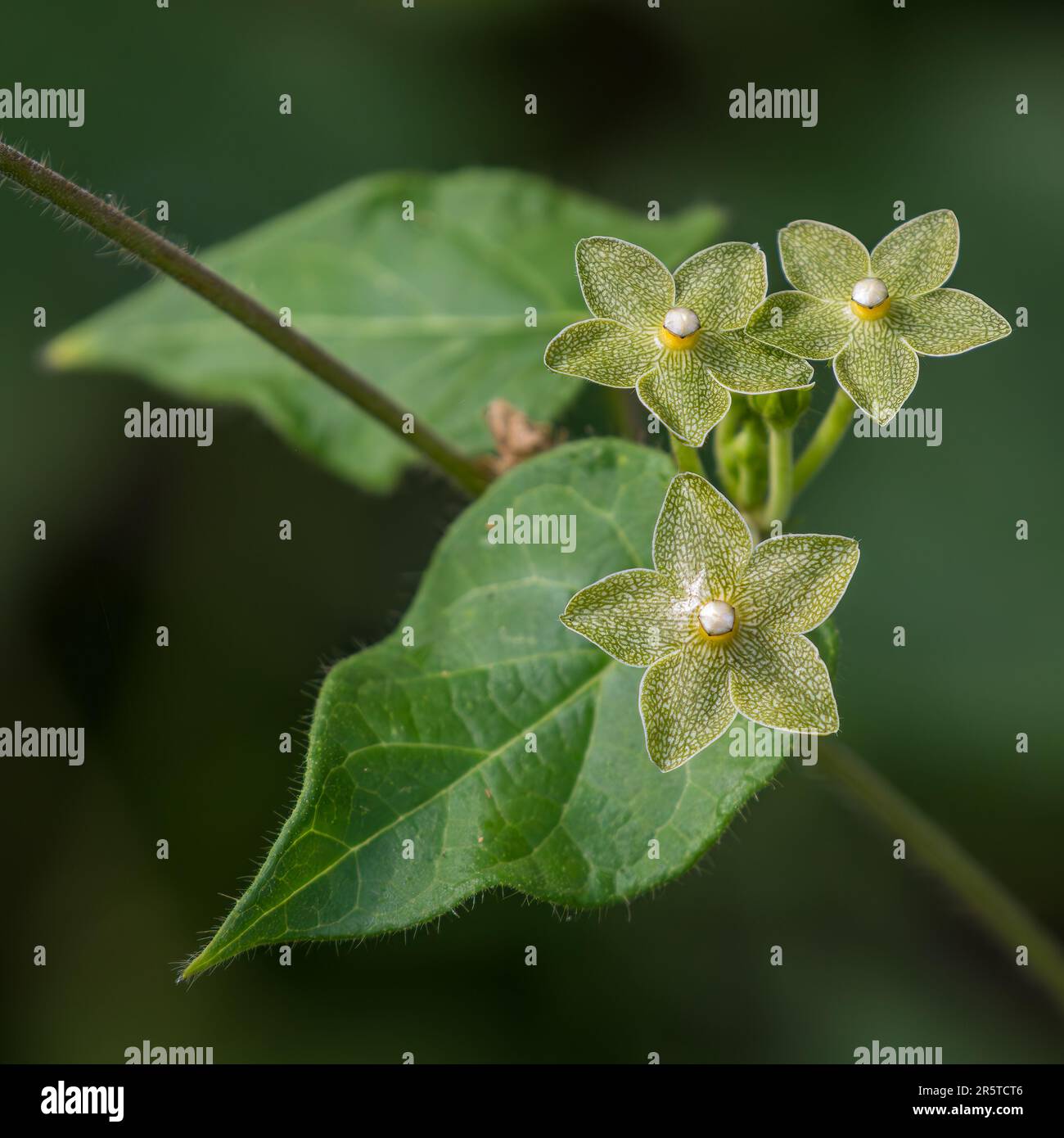 Pearl Milkweed Vine en flor Foto de stock